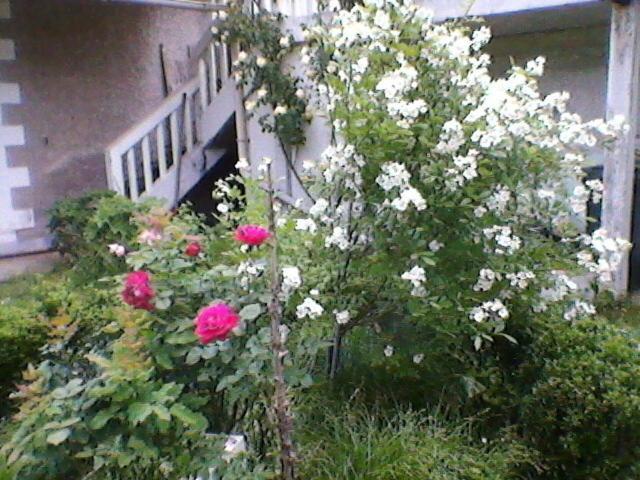 Un Paradis De Verdure En Plein Centre Ville Périgueux Εξωτερικό φωτογραφία